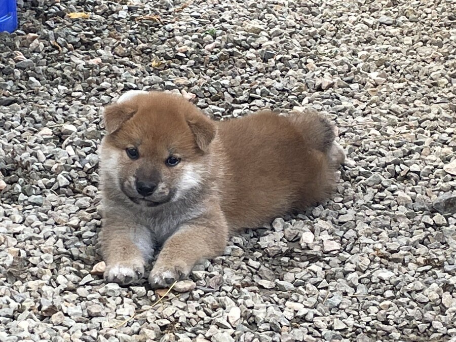 이 강아지 좀 보고가.jpg_2.jpg