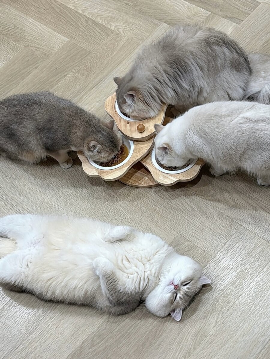 밥 먹는 냥이들과 자는 고양이..._1.jpg