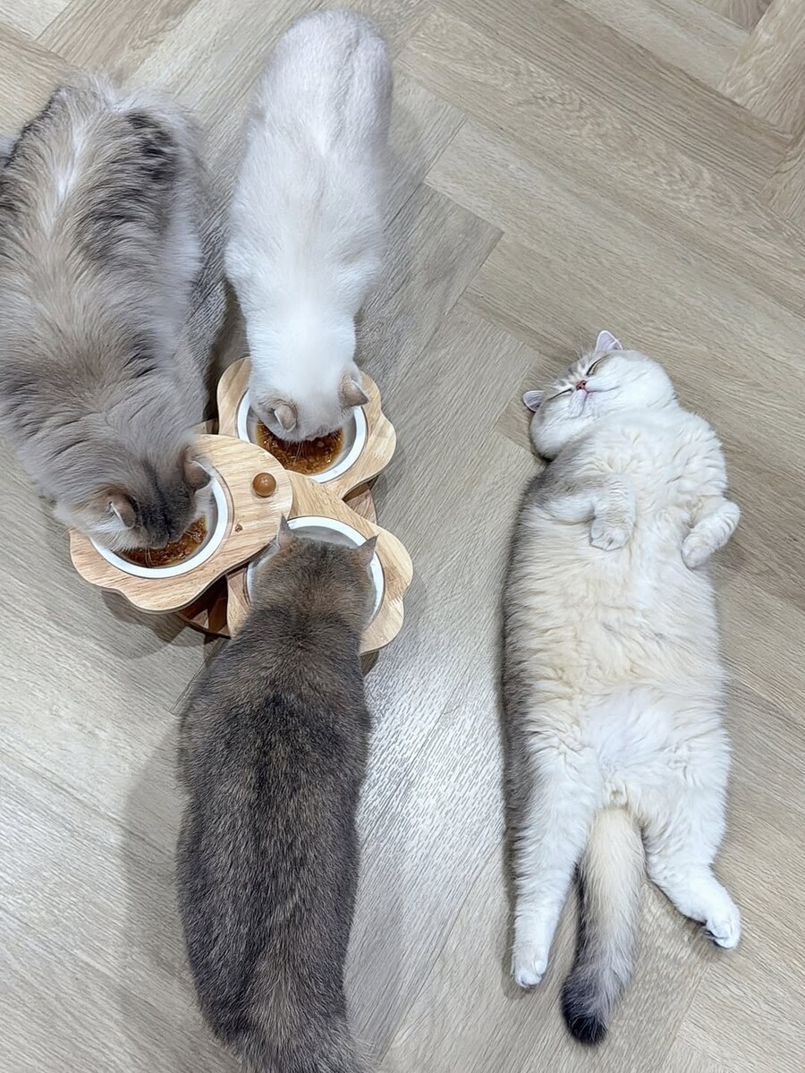 밥 먹는 냥이들과 자는 고양이..._2.jpg