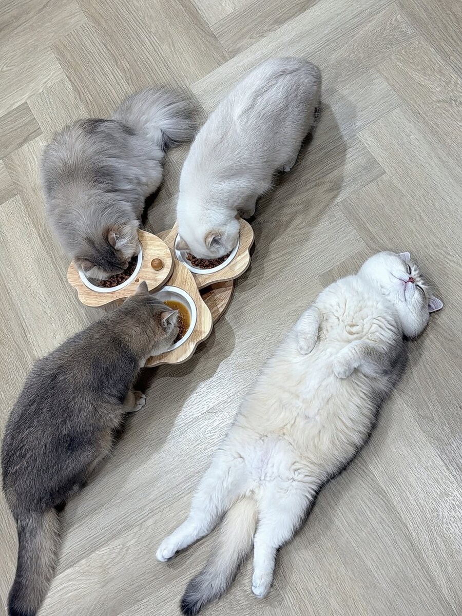 밥 먹는 냥이들과 자는 고양이..._3.jpg