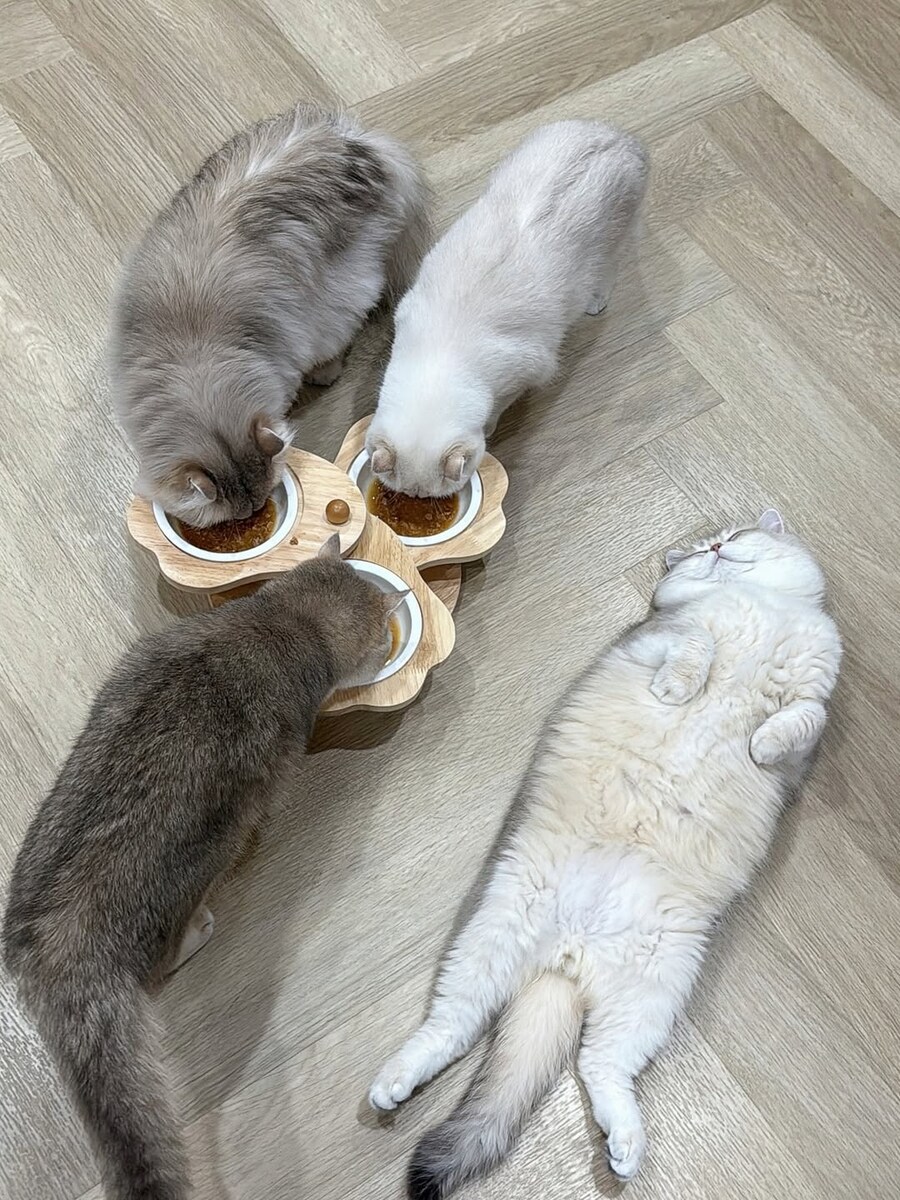 밥 먹는 냥이들과 자는 고양이..._4.jpg
