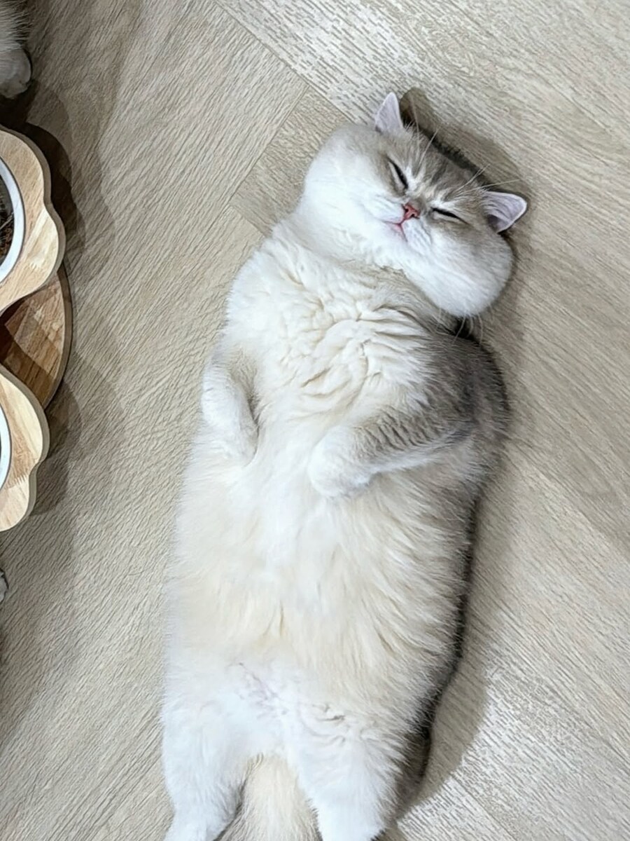 밥 먹는 냥이들과 자는 고양이..._5.jpg
