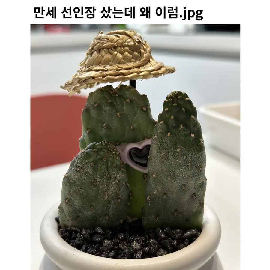 얼마나 좃같으면 선인장이_1.webp