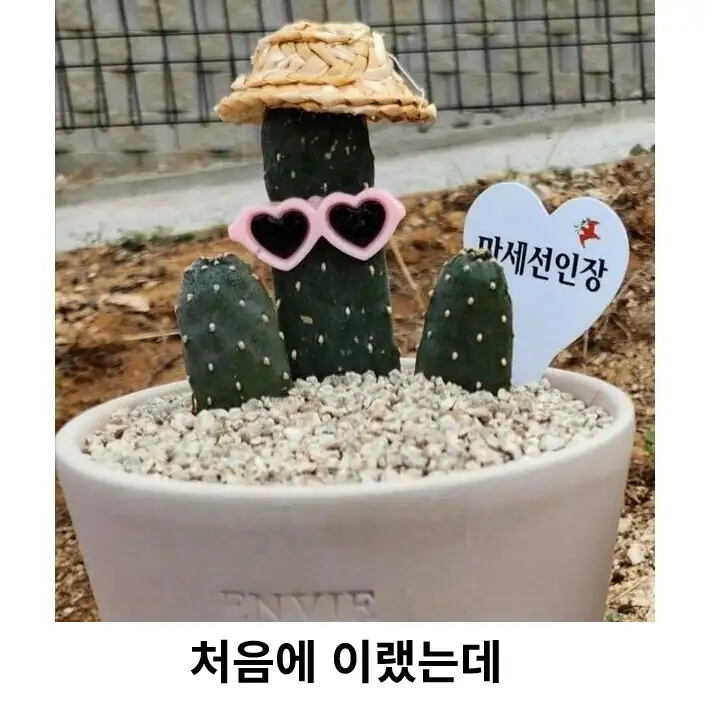 얼마나 좃같으면 선인장이_2.webp