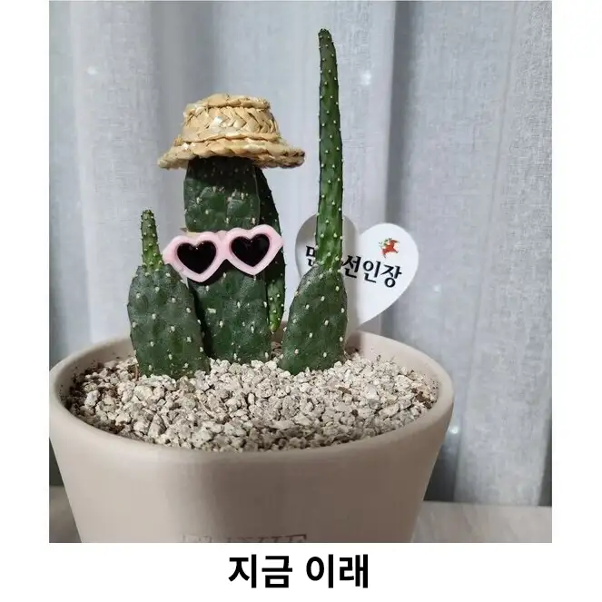 얼마나 좃같으면 선인장이_3.webp