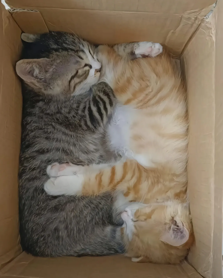 고양이 두 마리.zip_1.webp