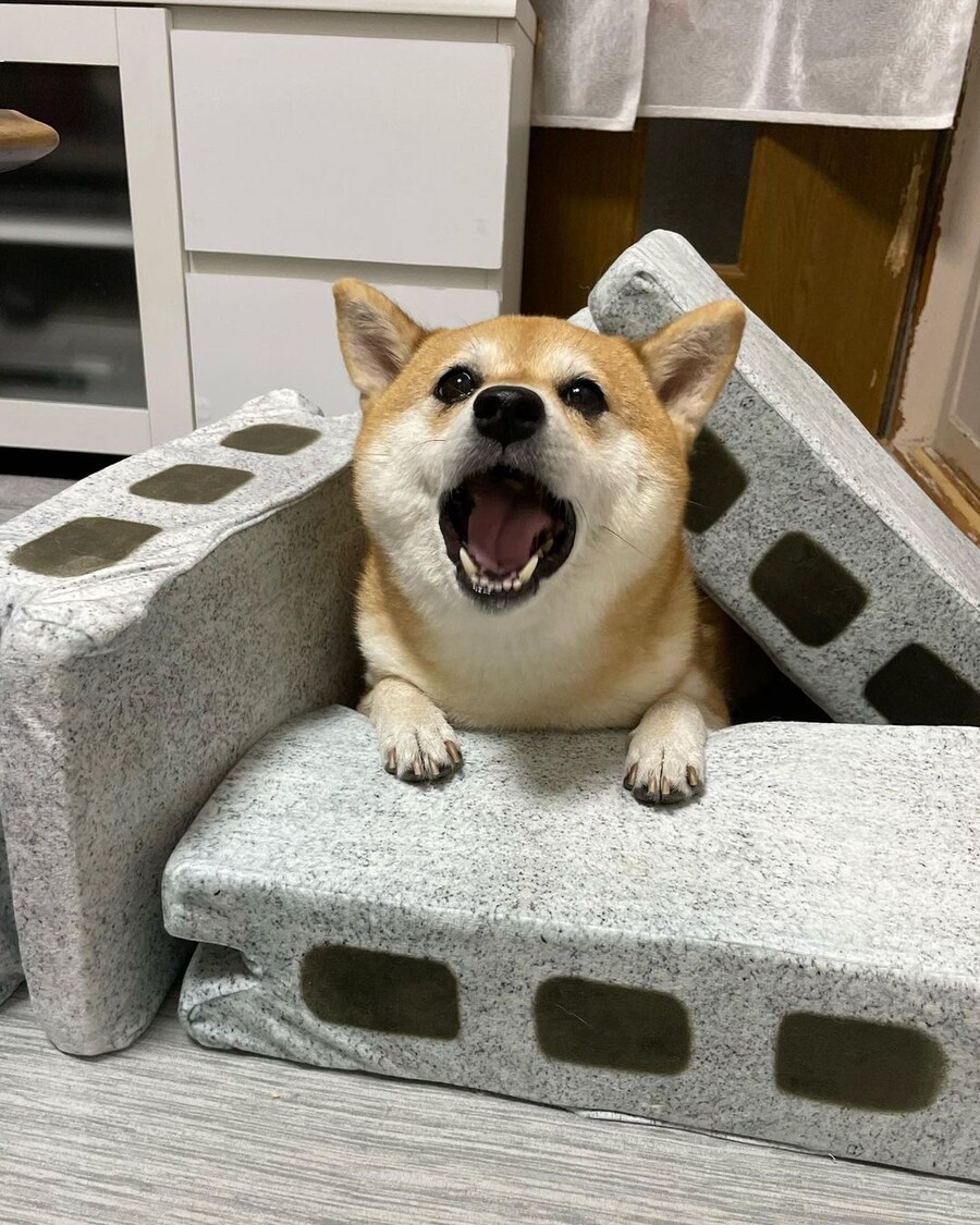 시바 살려줘 무거워!!!_1.jpg