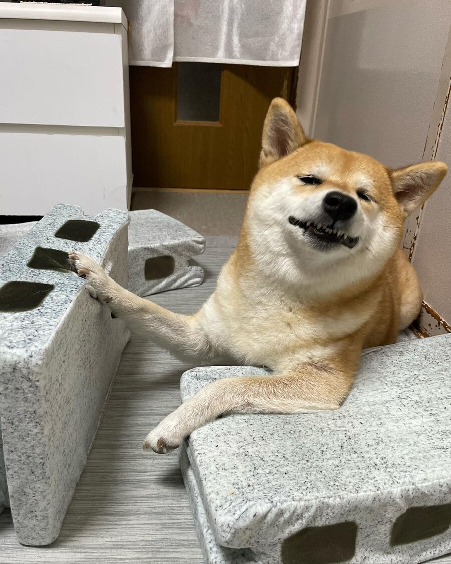 시바 살려줘 무거워!!!_2.jpg