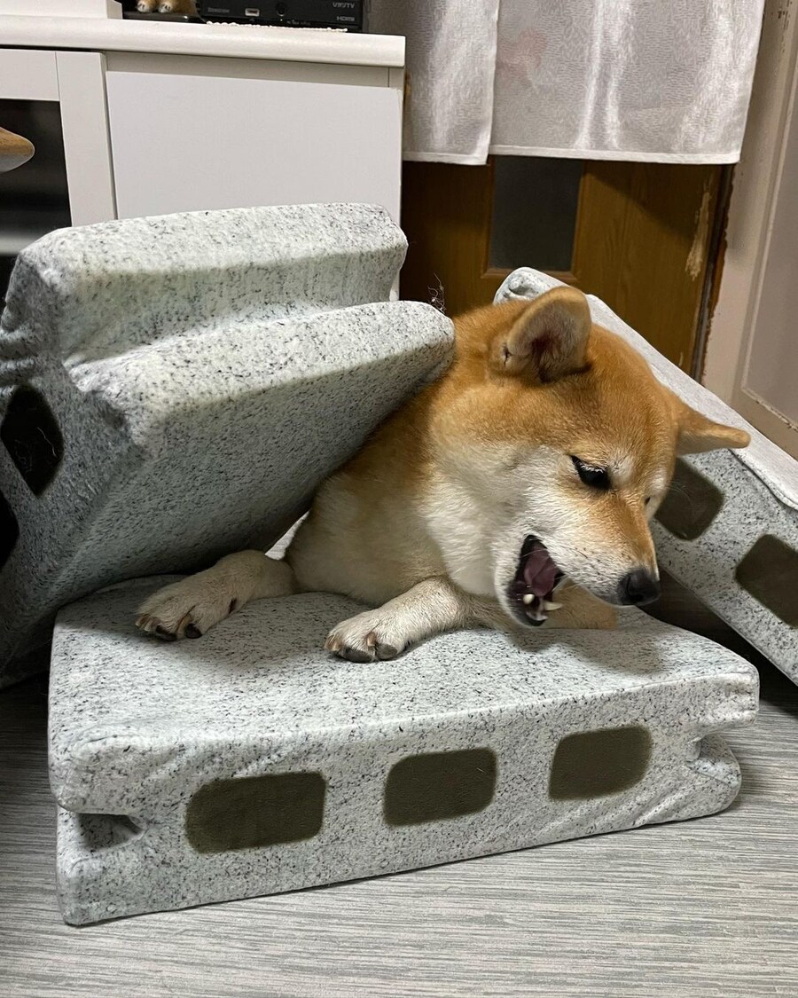시바 살려줘 무거워!!!_5.jpg