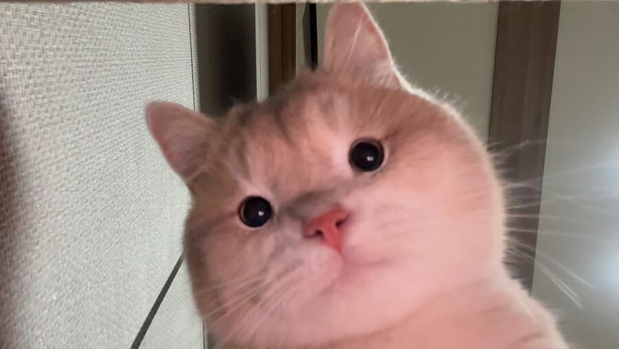 눈이 작은 냐옹이..._1.jpg