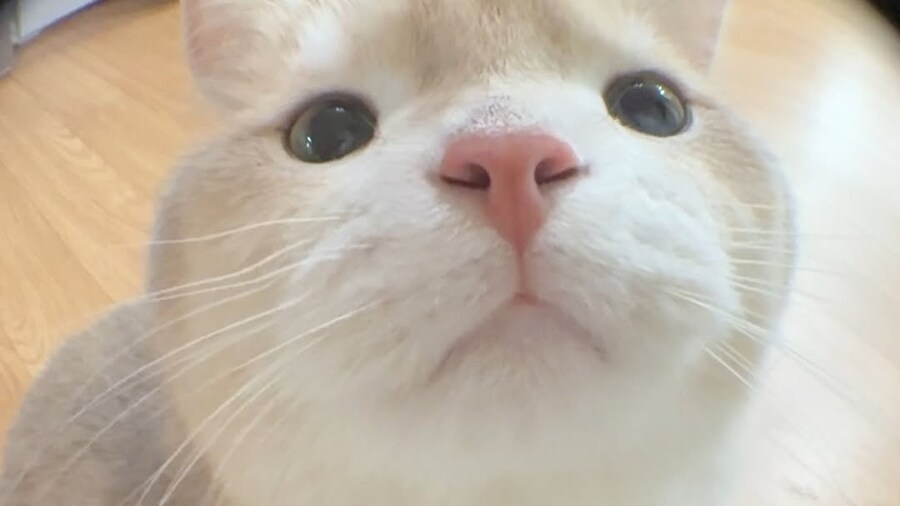 눈이 작은 냐옹이..._3.jpg