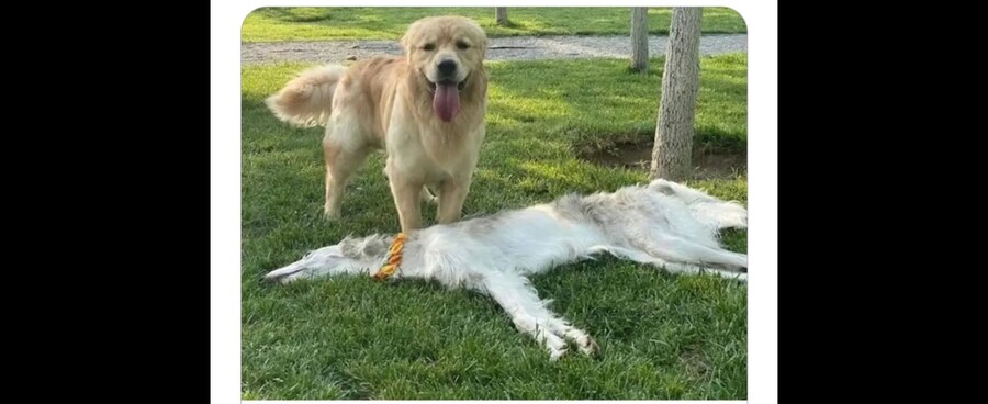 쭈인님 얘 안 움직여요_1.jpg
