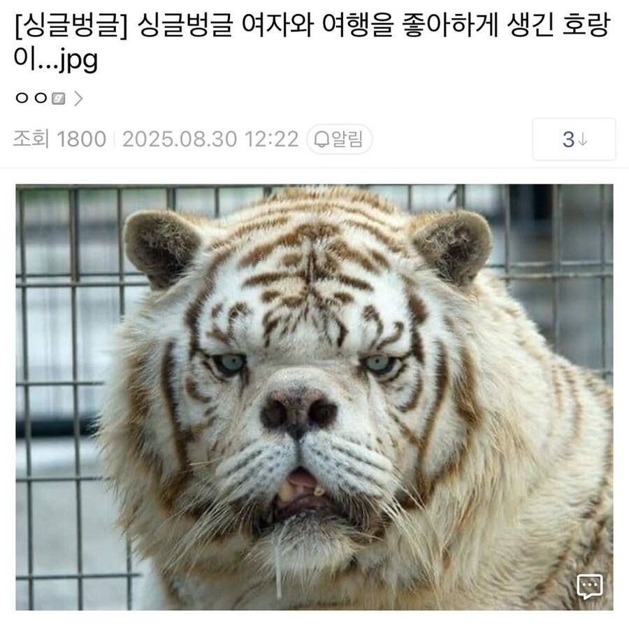 기묘하게 여행을 좋아하게 생긴 호랑이.jpg_1.jpg