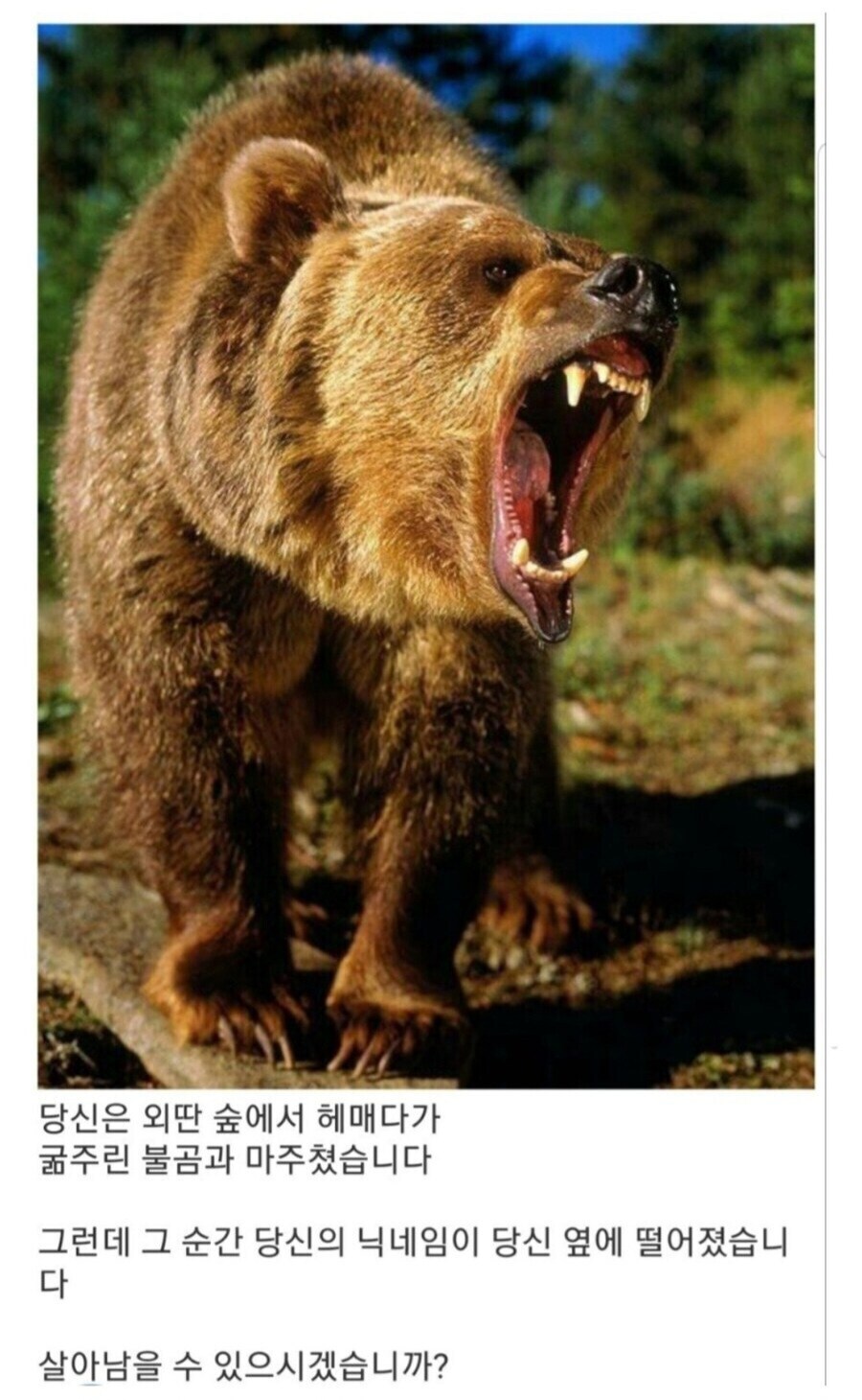 당신은 숲속을 걷다가 곰과 마주쳤습니다_1.jpg