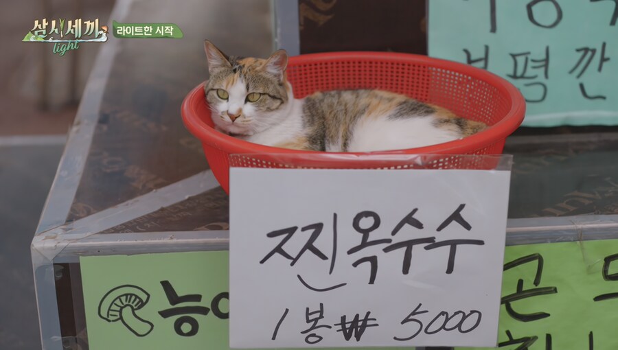 찐 옥수수 한 봉지 5000원_1.png