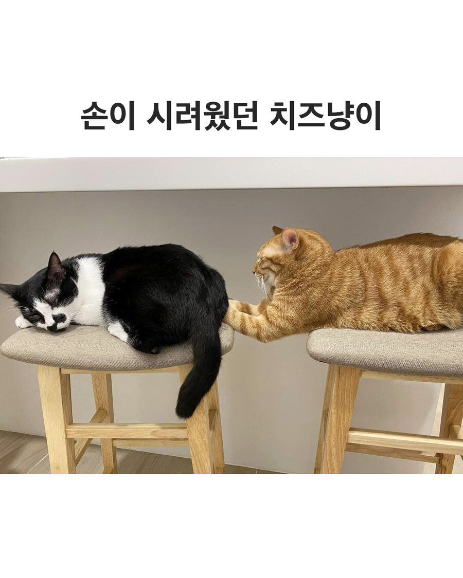 손이 시려웠던 치즈냥이..._1.jpg