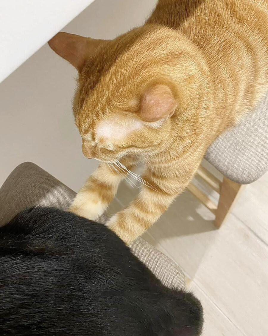 손이 시려웠던 치즈냥이..._3.jpg