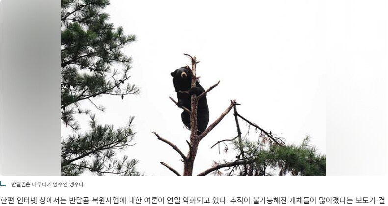 미련 반달곰탱이를 만났을때는 나무위로 올라가도록_1.png