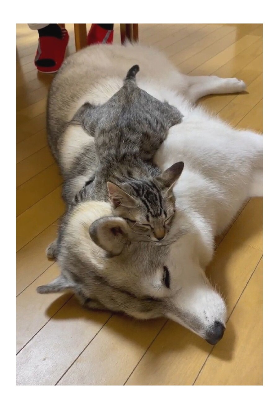 큰 개 위에 누워서 자는 고양이_2.jpg