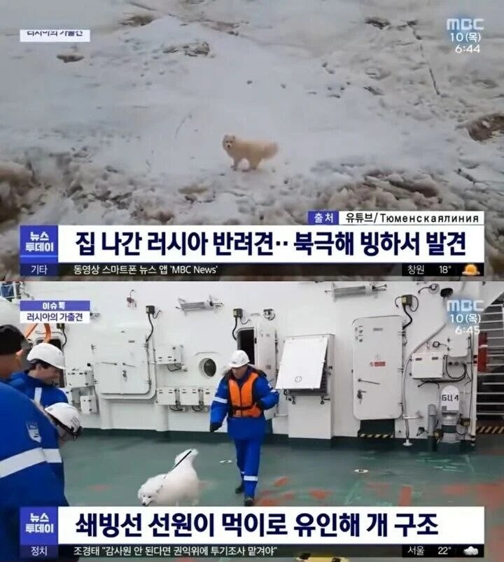 북극해 빙하에서 발견된 강아지_1.jpg