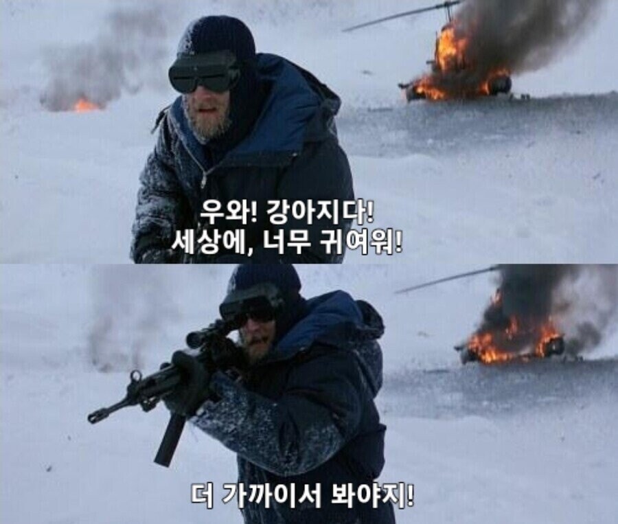 북극해 빙하에서 발견된 강아지_2.jpg