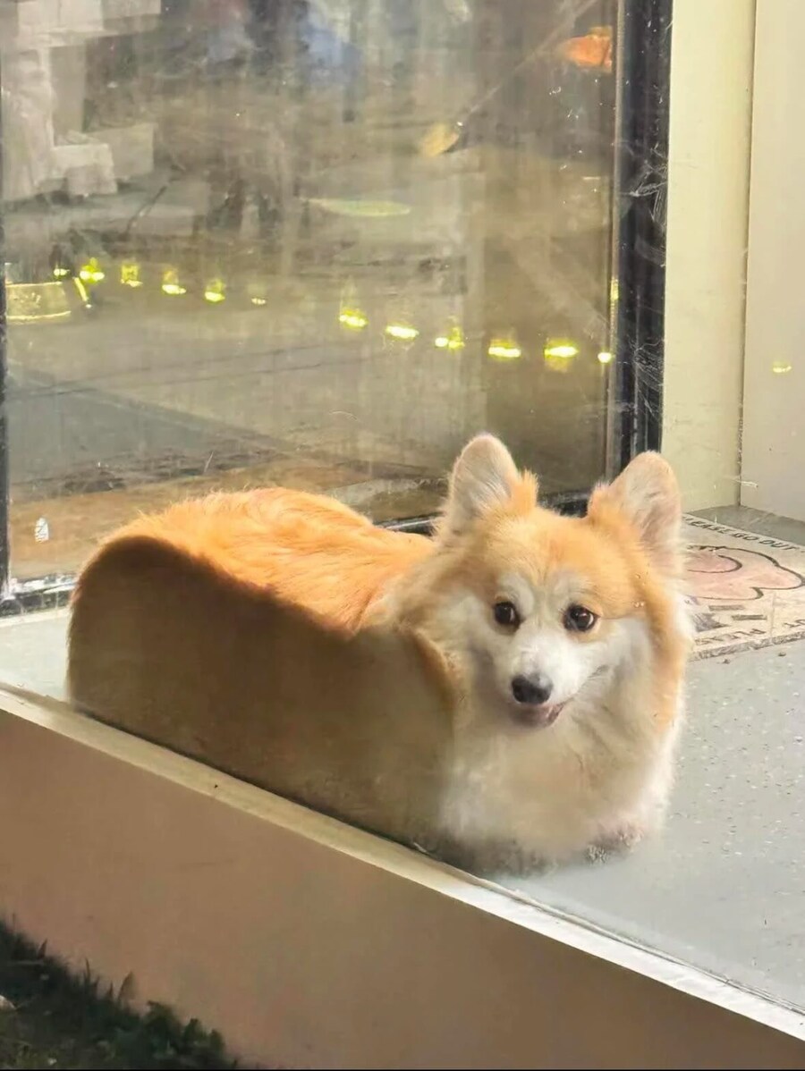웰시코기 진열대!_1.jpg