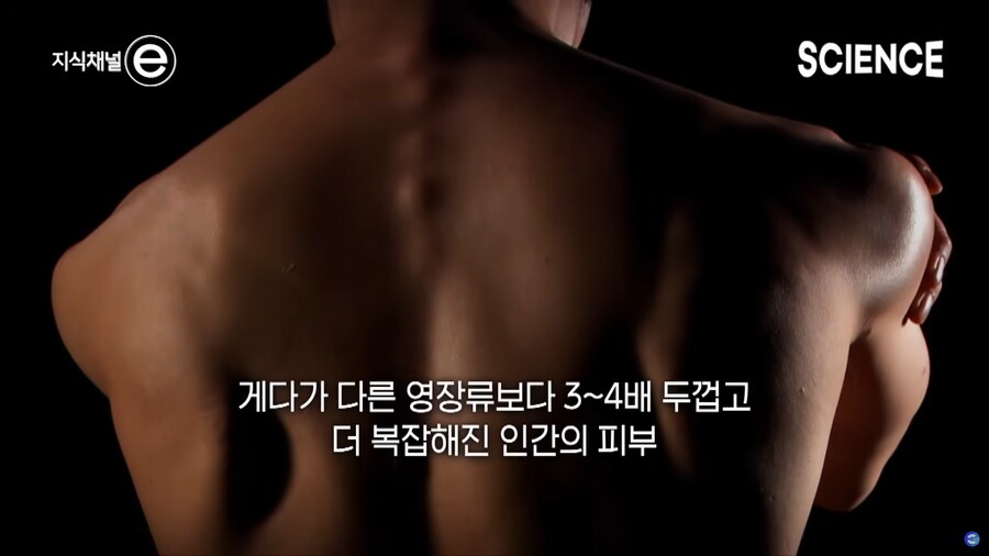 고릴라의 가죽은 인간의 피부처럼 연약하다는 말이 틀린 이유_1.png