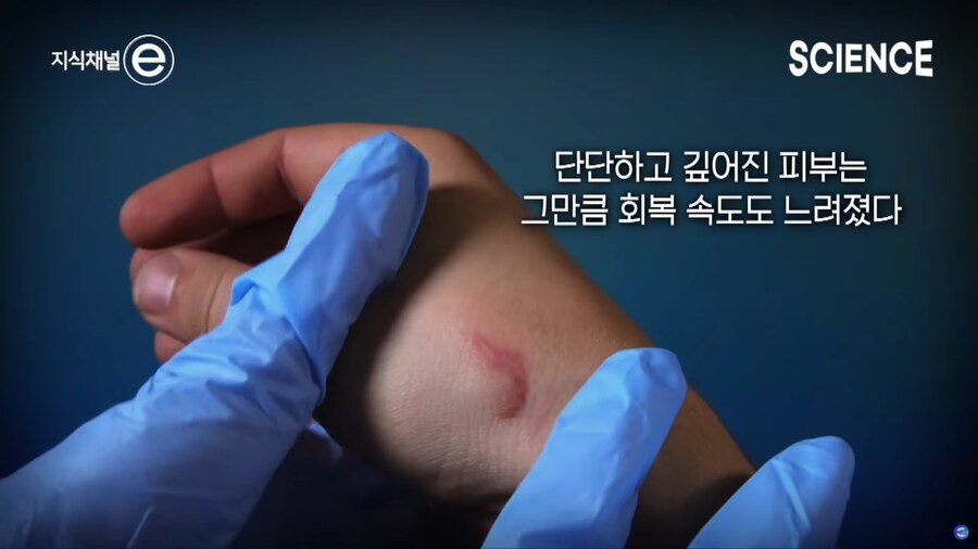 고릴라의 가죽은 인간의 피부처럼 연약하다는 말이 틀린 이유_2.png