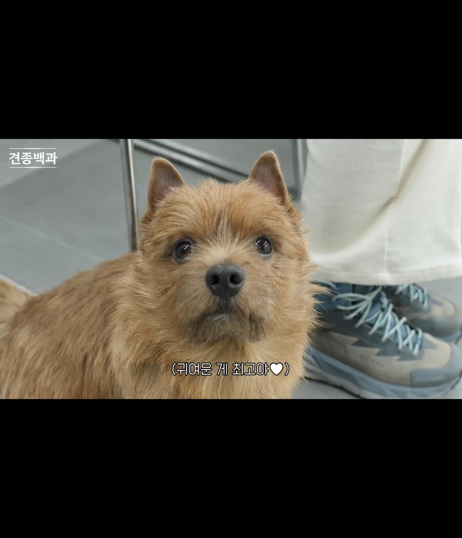 어느 견종의 매력포인트_2.jpg