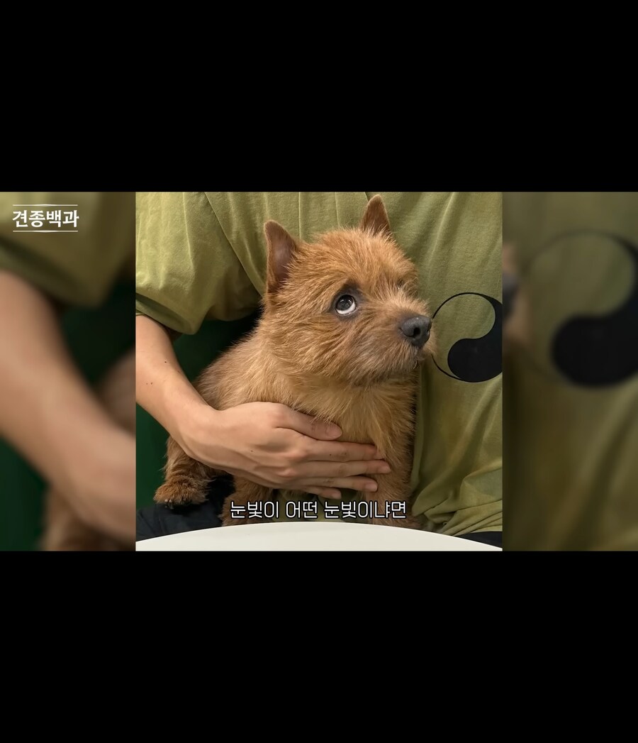 어느 견종의 매력포인트_4.jpg