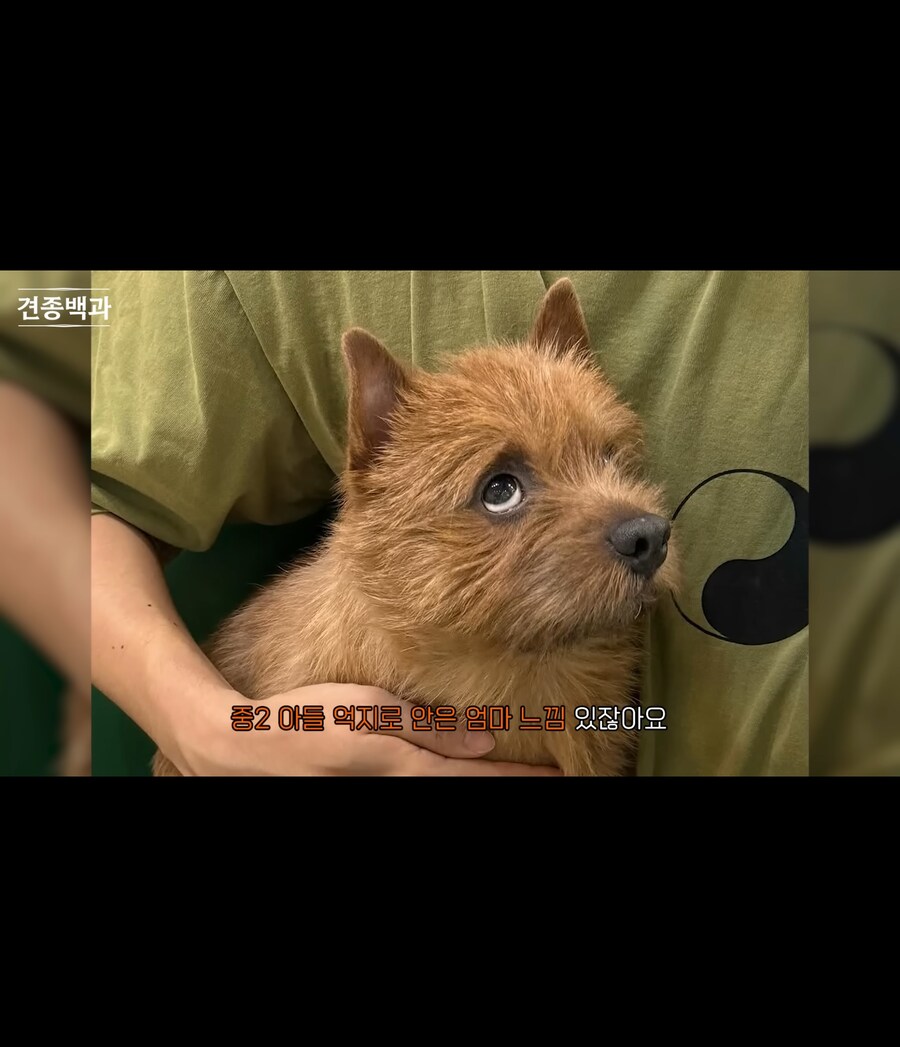 어느 견종의 매력포인트_5.jpg