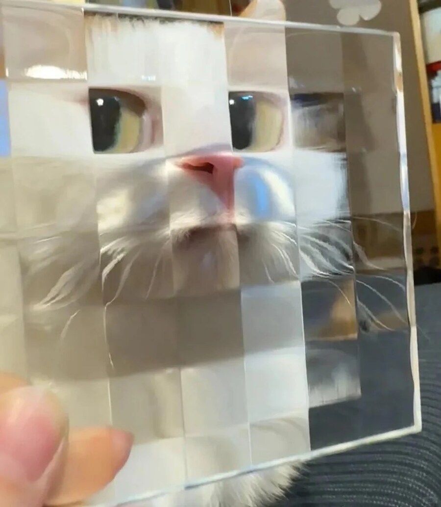 모자이크 타일 뒤 고양이.jpg_1.jpg