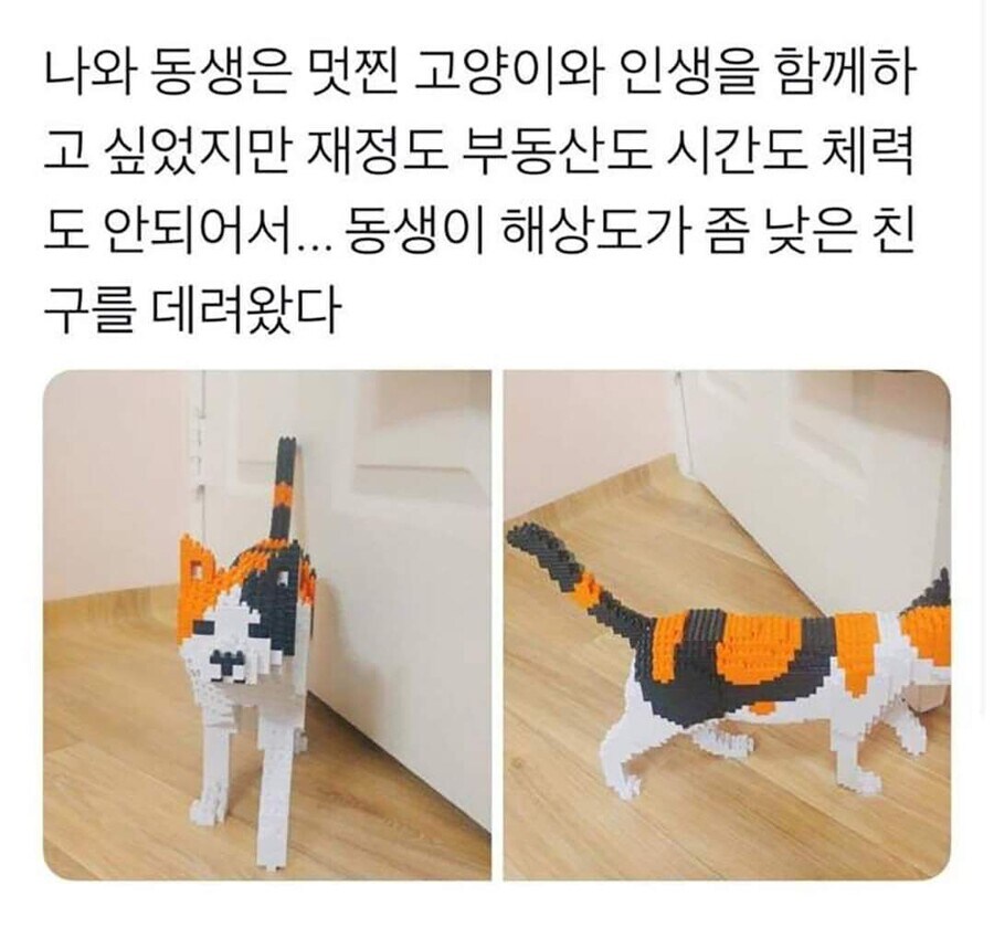 고양이를 너무 키우고 싶었던 동생_1.jpg