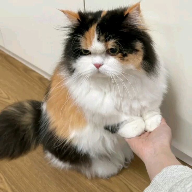 손을 주긴줬지만 기분나쁨.jpg_2.jpg