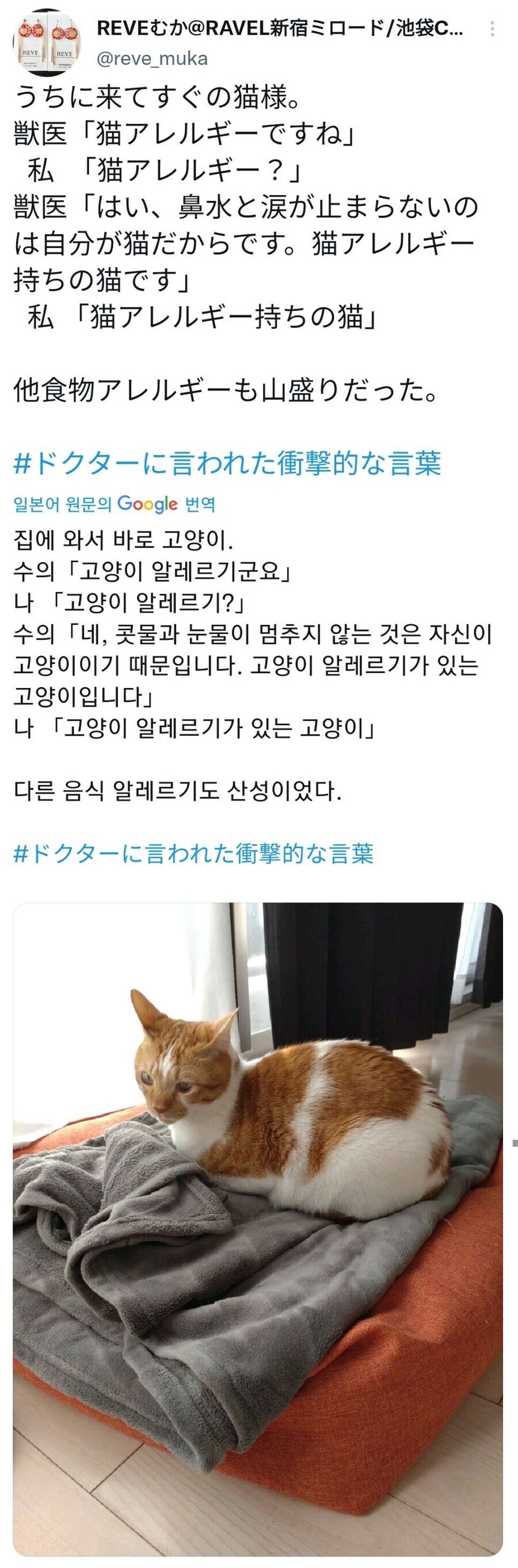 고양이가 계속 눈물 콧물 흘리던 이유_1.jpg