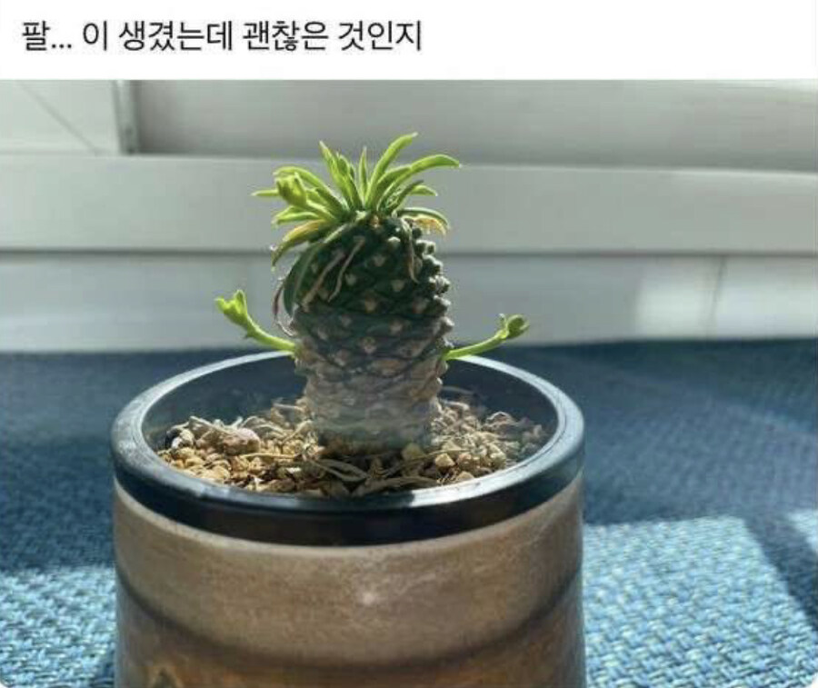 화분에 물 잘 주면 생기는 현상.jpg_1.jpg