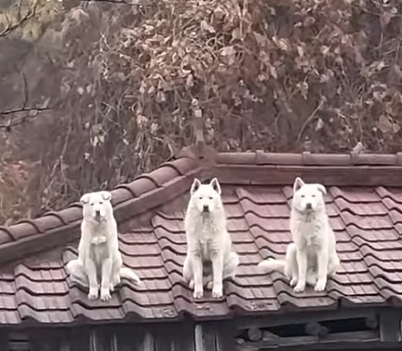 시골 삼대장 강아지_1.jpg