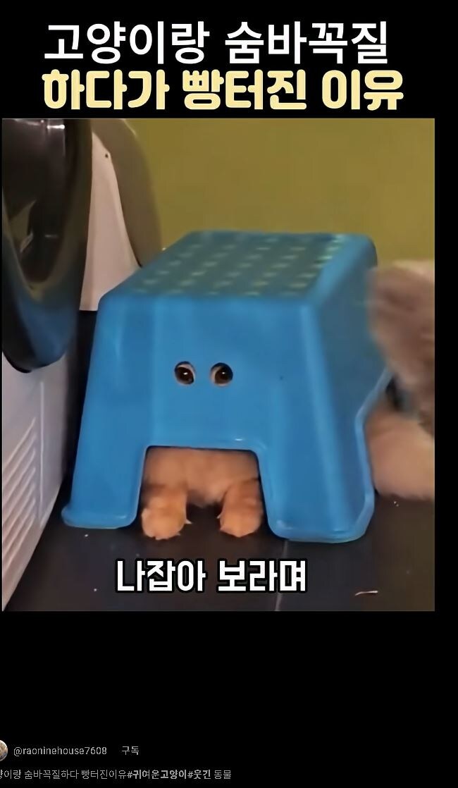 참 사연 많은 고양이 Feat.숏츠렉카_1.jpg