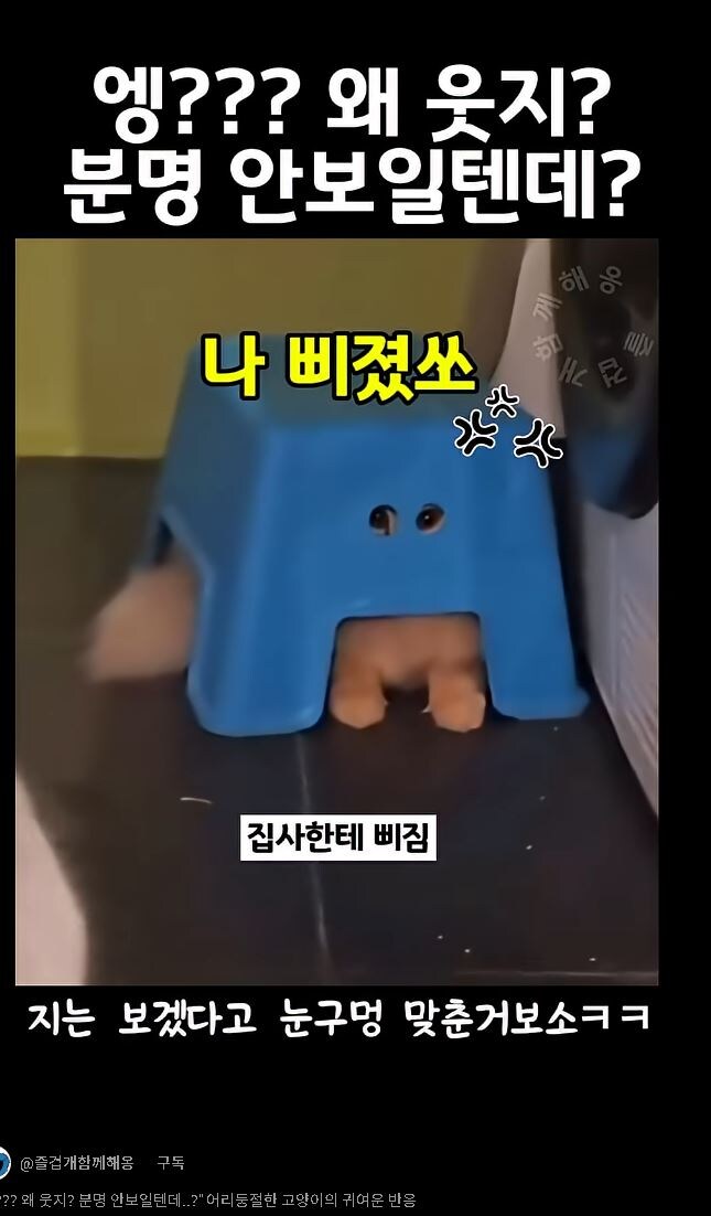 참 사연 많은 고양이 Feat.숏츠렉카_2.jpg