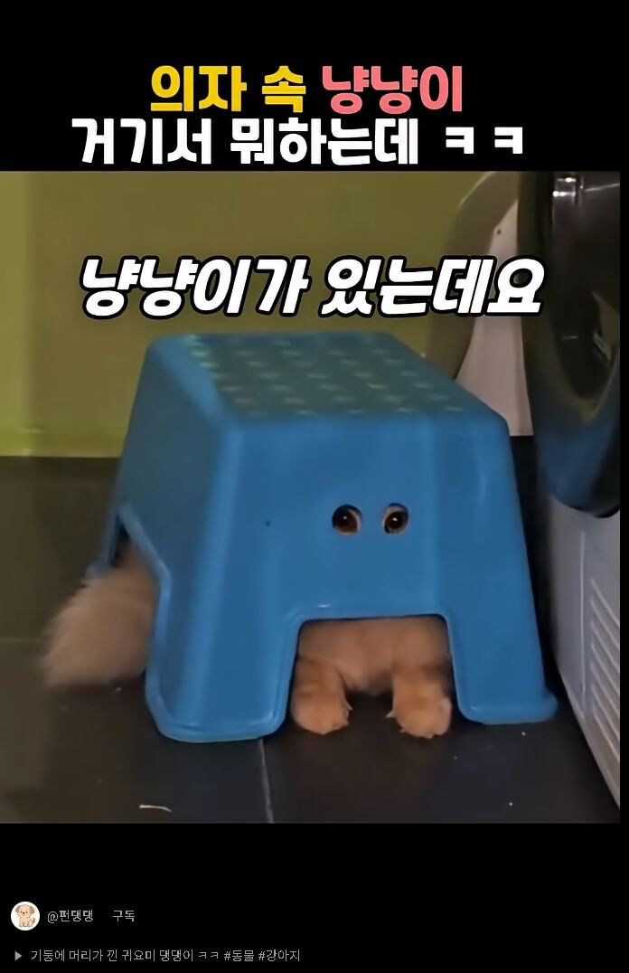참 사연 많은 고양이 Feat.숏츠렉카_3.jpg