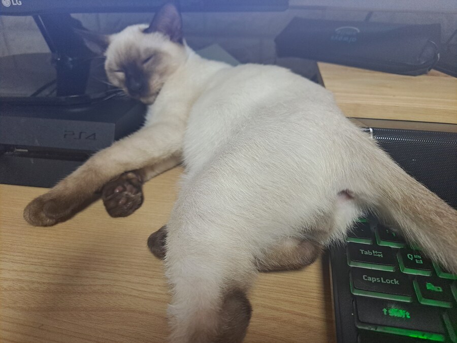 솔직히 말해서 플스4가 플스5보다 훨씬 더 좋다!_1.jpg