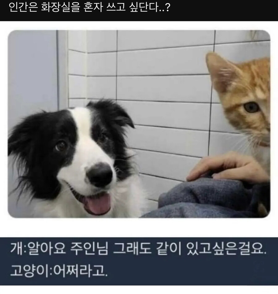 화장실 까지 따라오는 개 고양이_1.jpg