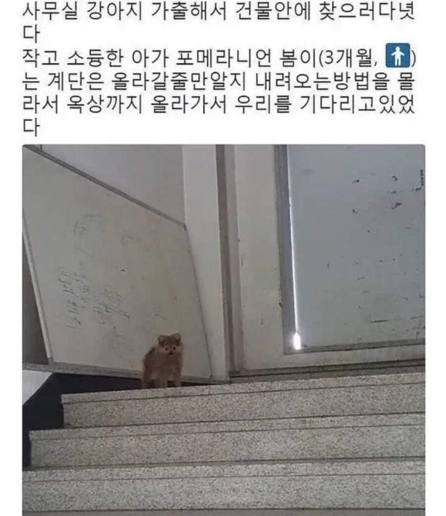 강아지가 가출했다_1.jpg