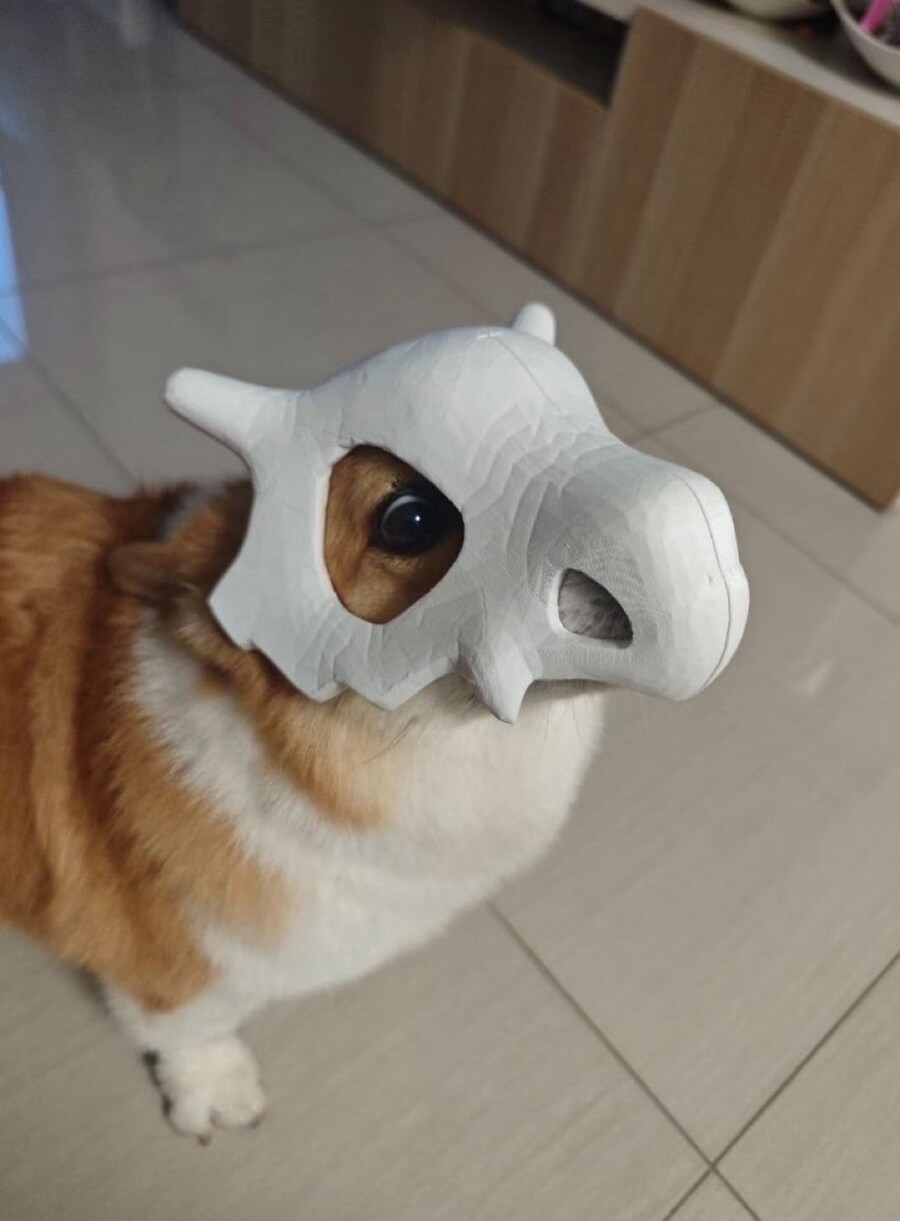 강아지 키우면 사주고 싶은 아이템_1.jpg