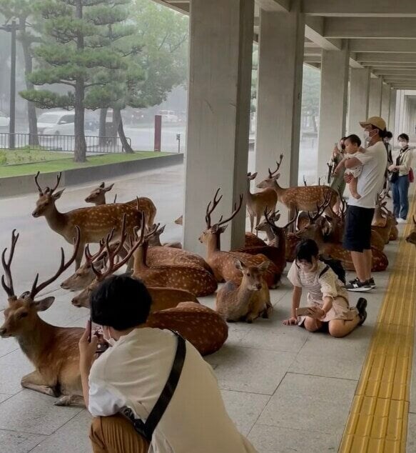 폭우 쏟아진 일본 사슴공원_1.jpg