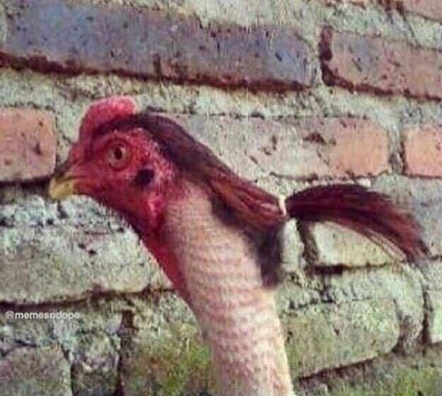 진정한 닭 꽁지머리_1.jpg