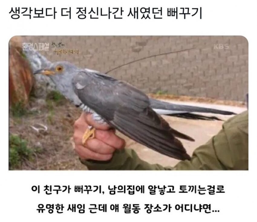 생각 보다 더 정신나간 새였던 뻐꾸기.jpg_1.jpg