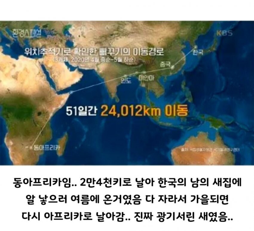 생각 보다 더 정신나간 새였던 뻐꾸기.jpg_2.jpg