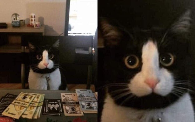 뭔가 ㅈ같은 냥이.._1.jpg