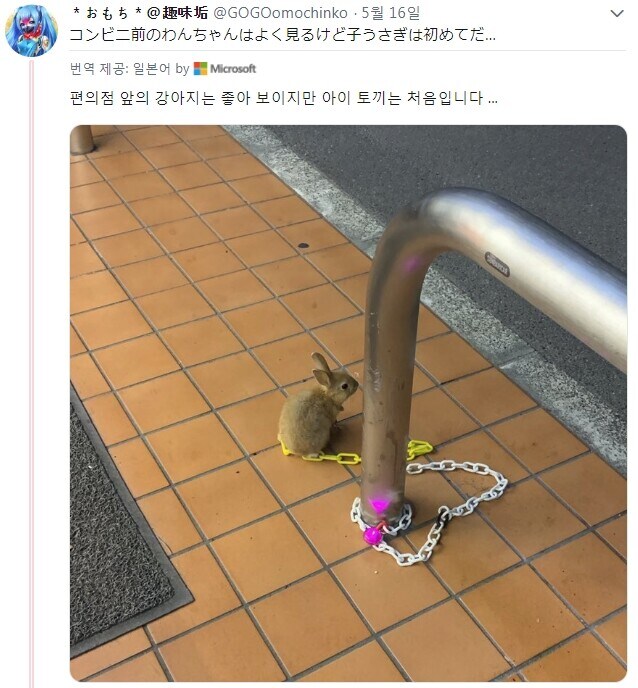 묶여있는 무시무시한 맹수_1.jpg